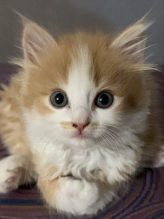 Котенок 2-3 месяца