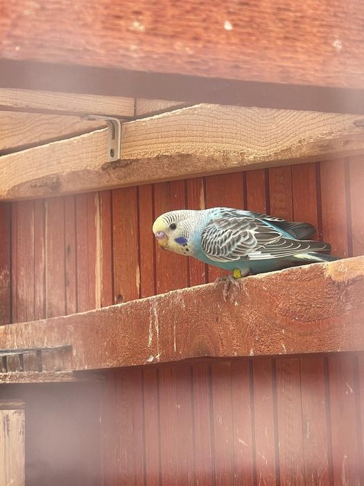 Papagali perusi diferite culori