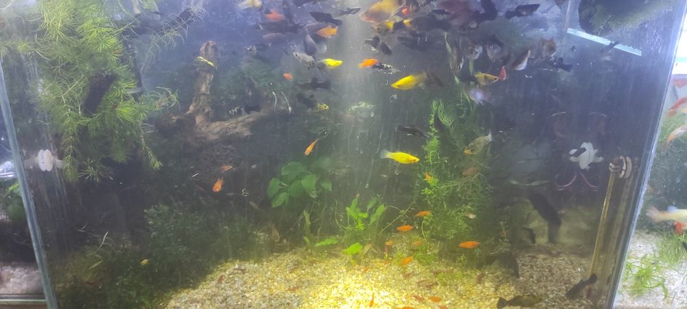 Моллинезии,живородящие.