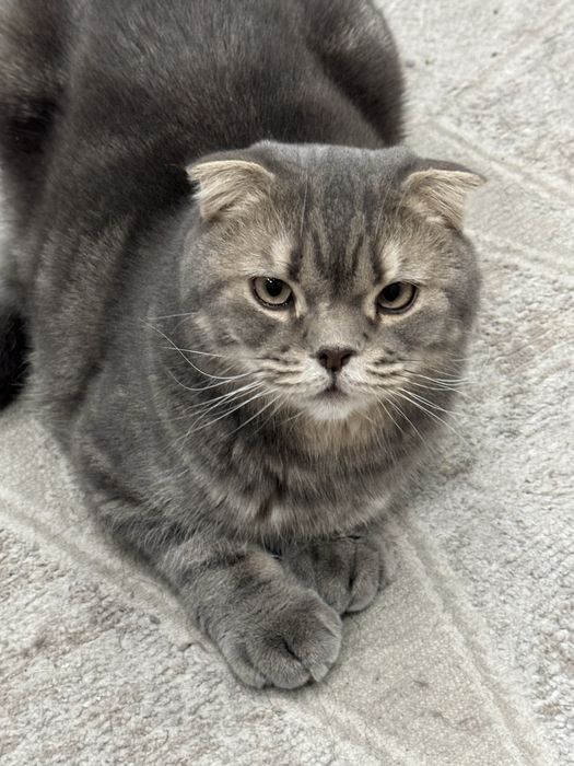 Отдам в хорошие руки кота,