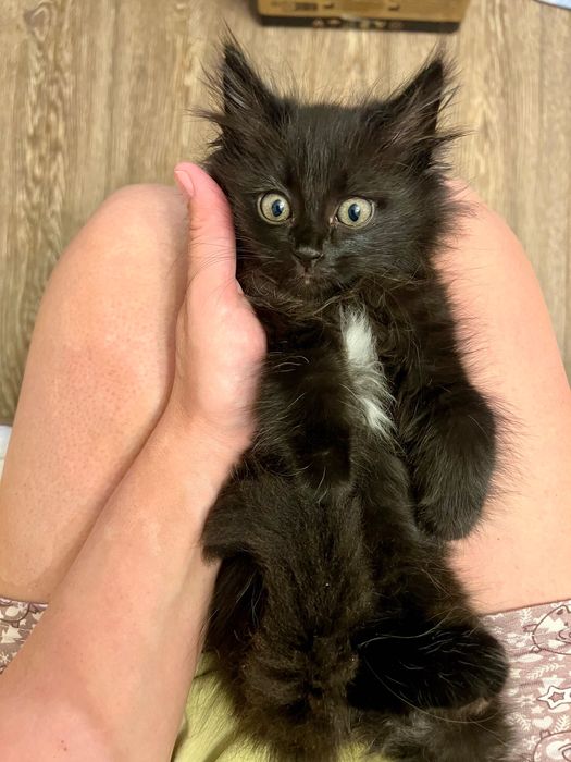 Котёнок ищет хозяев