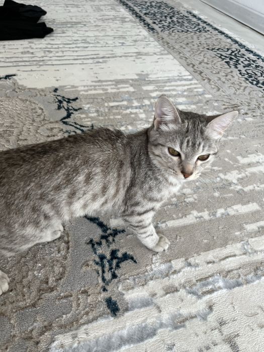 Котенок пародистая продам