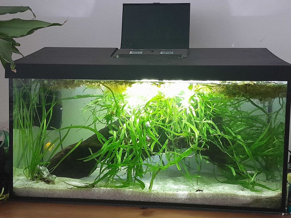 Acvariu Aquael 54 l