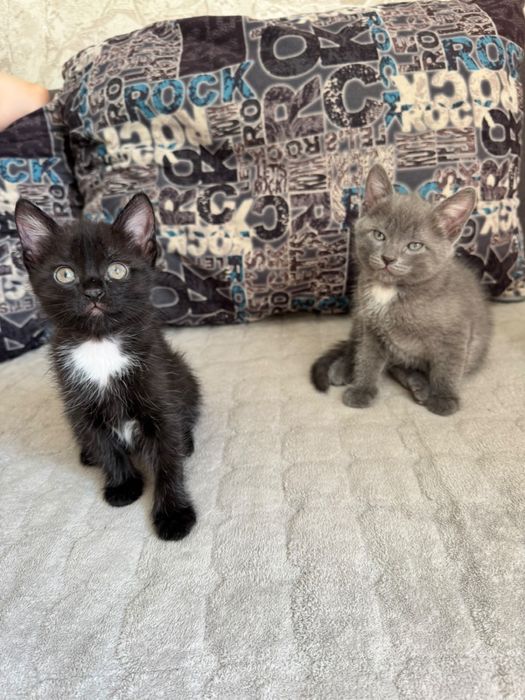 Отдам котят в добрые руки