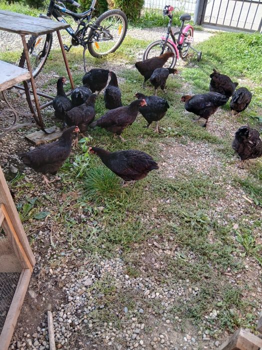 Fam. Marans 2026