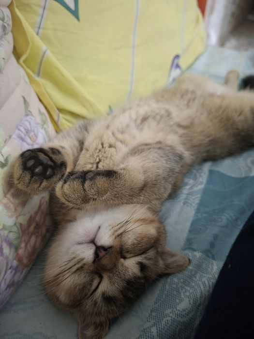 Кошка скотиш фолд привитая