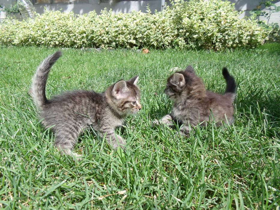 Милые котята 1,5 месяца