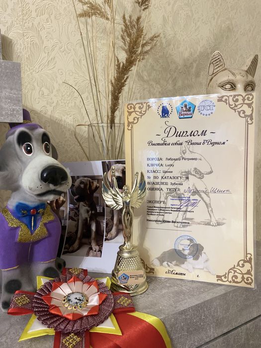 Вязка лабрадор ретривер