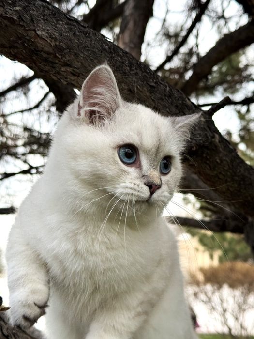 Premium British Shorthair Blue Point — Chempion Liniya