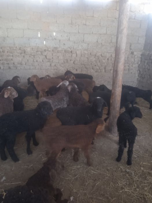 Козы сатылады козылар