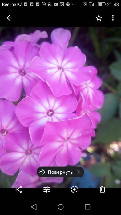 Продам все для сада цветы,ягоду,деревья