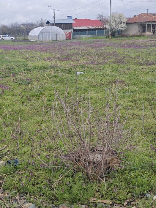 teren intravilan comuna daia