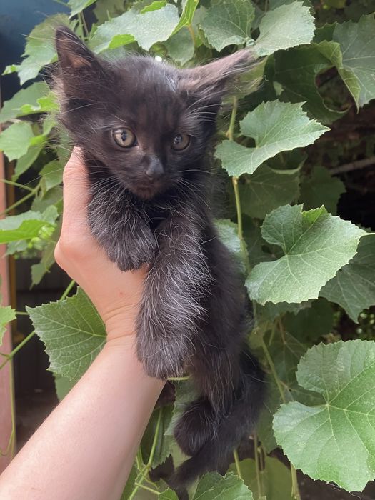2 кота отдам в добрые руки
