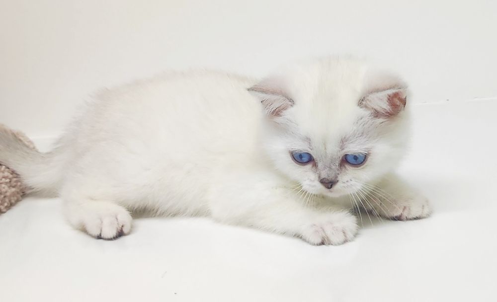 Британские котята