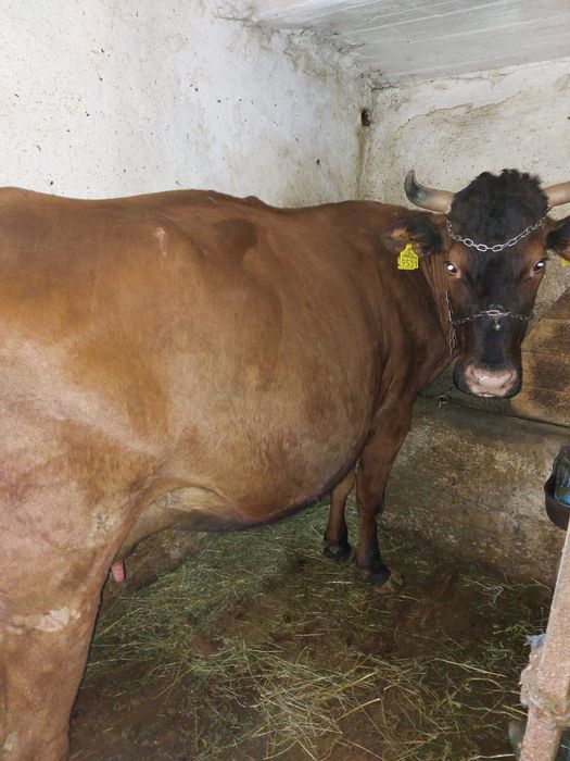 Vând vaca de 5 ani