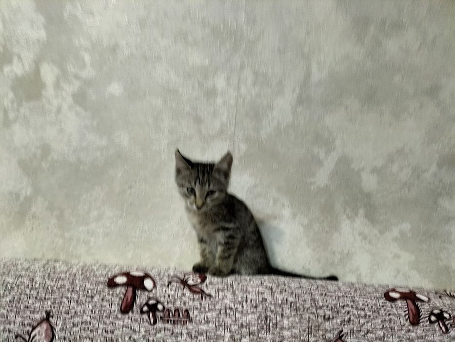 Котенок в добрые руки