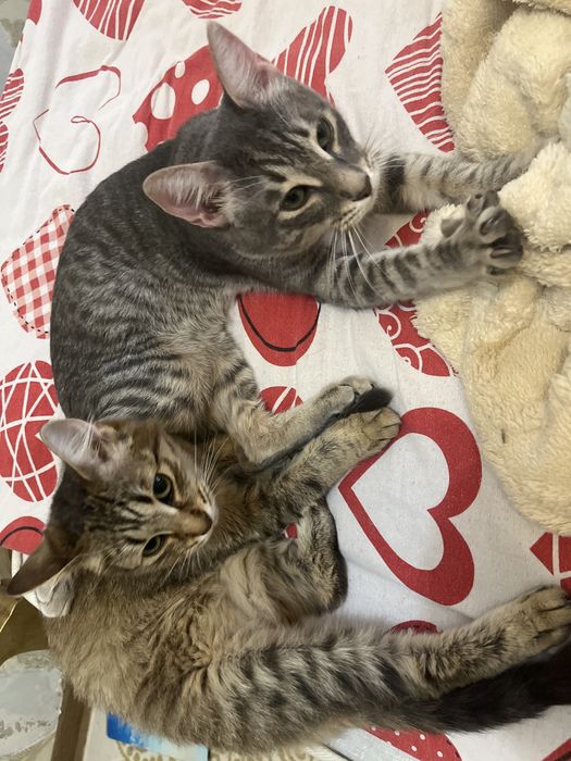 Отдам даром кошку-кота