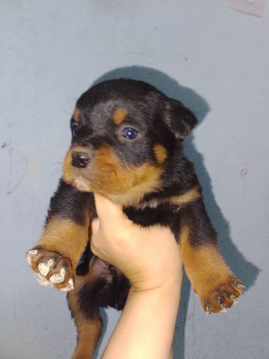 Продается щенки ротвейлера