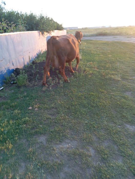 Продам двух дойных коров