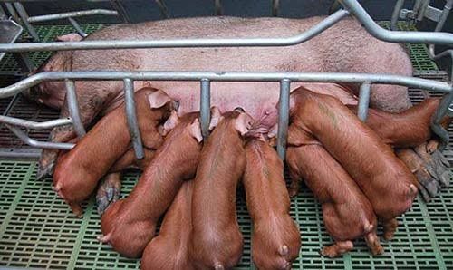 Продам кабана 10 мес.