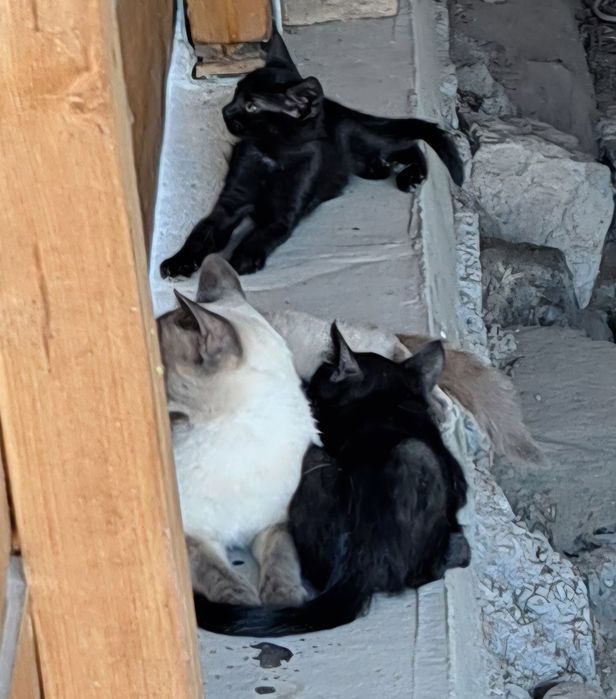 Dau spre adopție pisicuțe