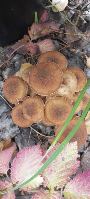 Маринованые опята