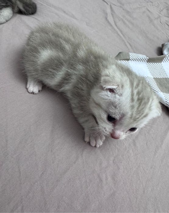 Продаётся британский котят