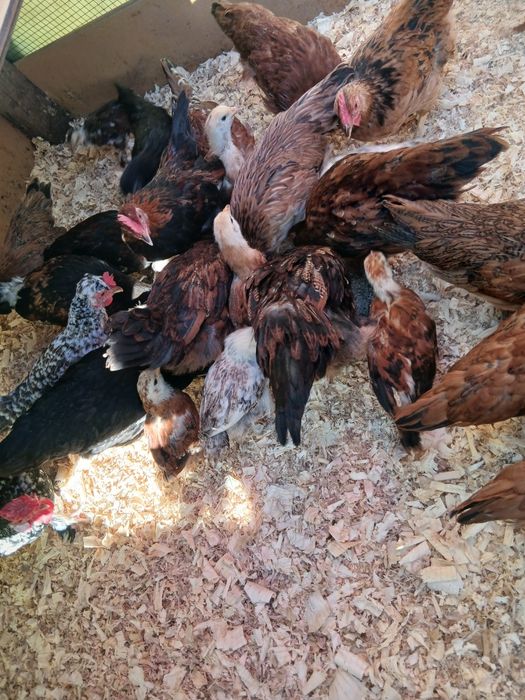 Pui dejs adulți din rasa Pitici românești