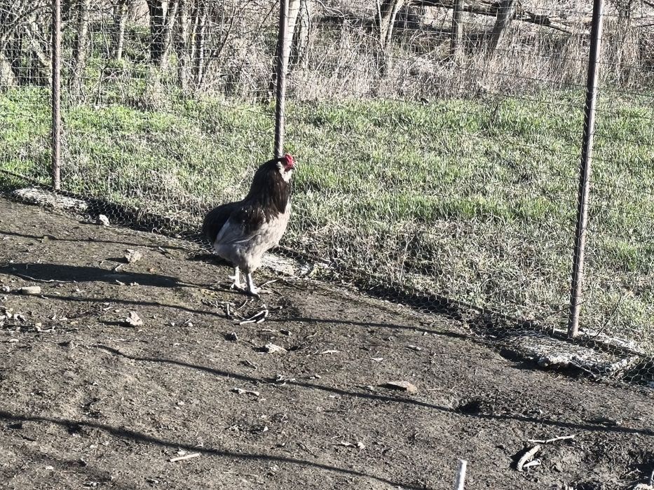 Ouă Araucana/Olive pentru incubat