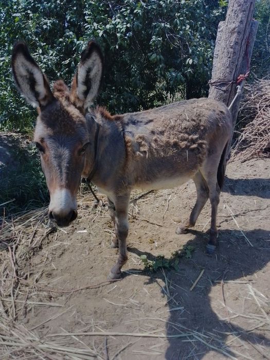 Aldash haqida onlayn rus porno