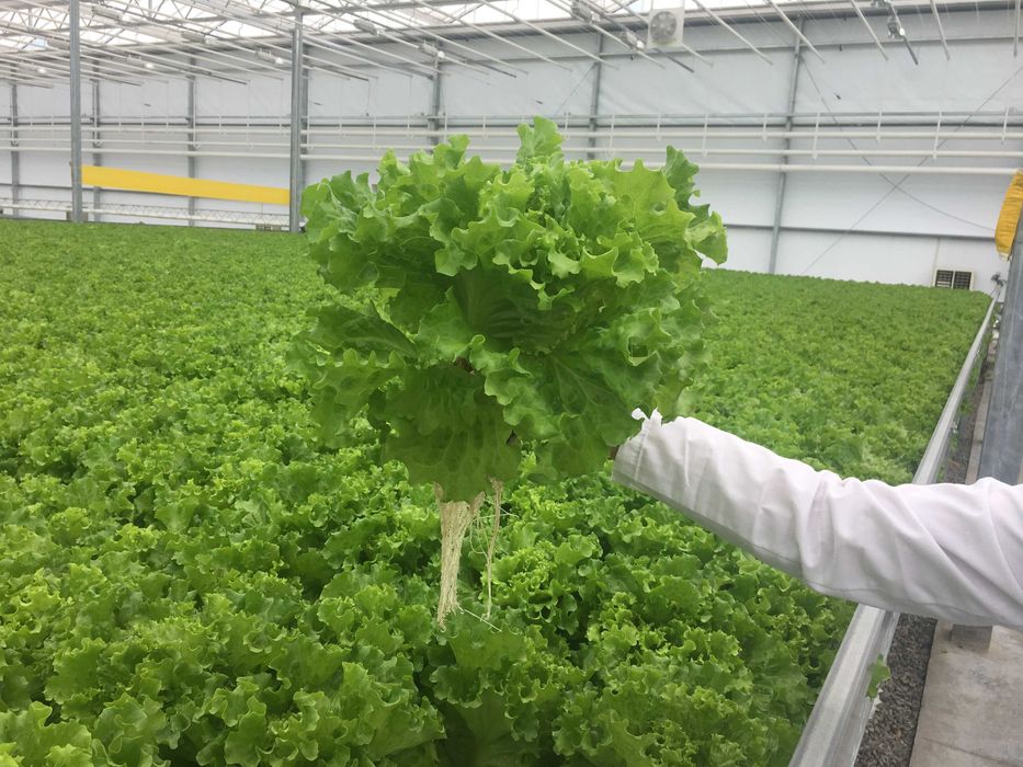 Удобрение. Гидропонный 9-компонентный раствор