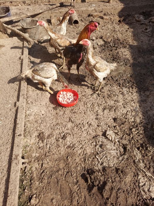 Дакан товукни тухумлари,бостириш учун