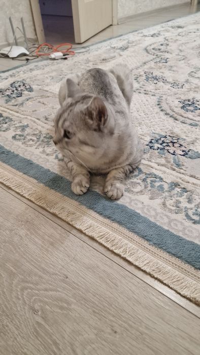 Отдам кота в очень хорошие руки