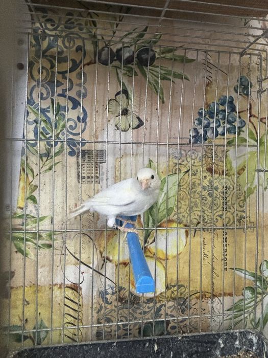 Продавам мъжки канар