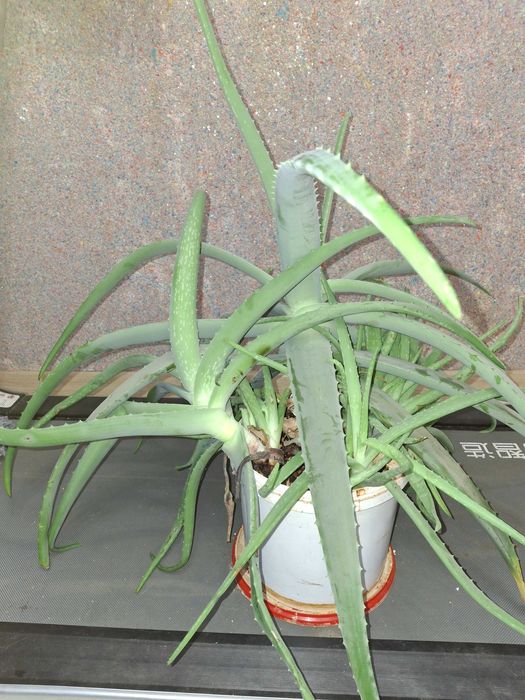 Продам Алоэ лечебный