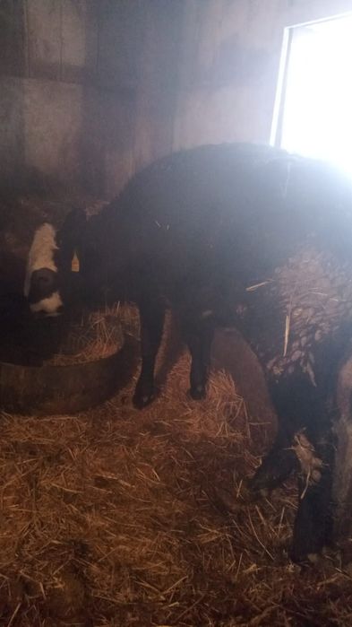 Продам тёлку 10месяцев