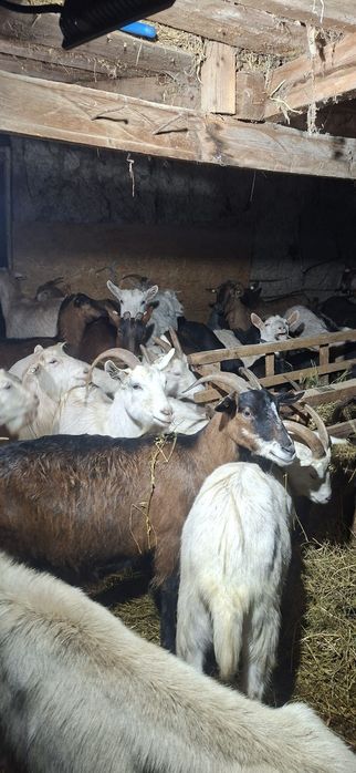 Vând capre fătate si gestante