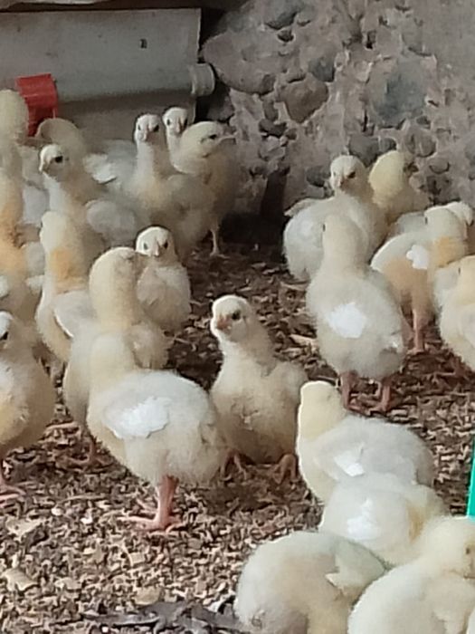 Бройлер цыпплята Кобб 500