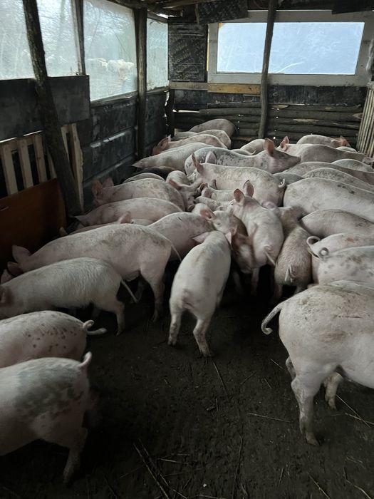 Малки и големи бели прасета