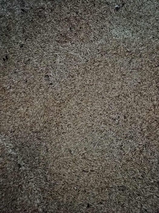 Vând grâu și ovăz