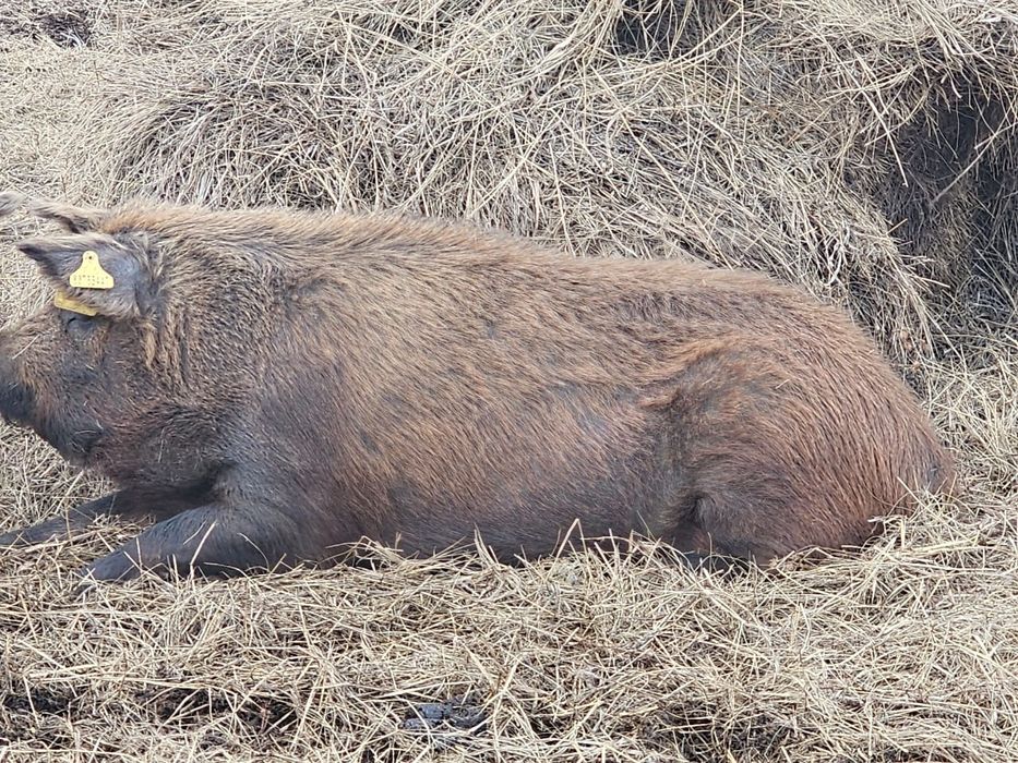 Продаём свинок на развод дюрок+мангал