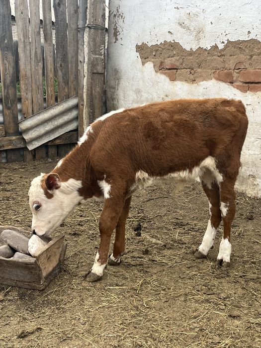Продам телят бычки