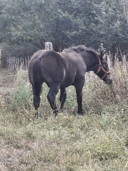 Mănz de vânzare...