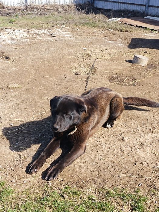 Отдам годовалого пса