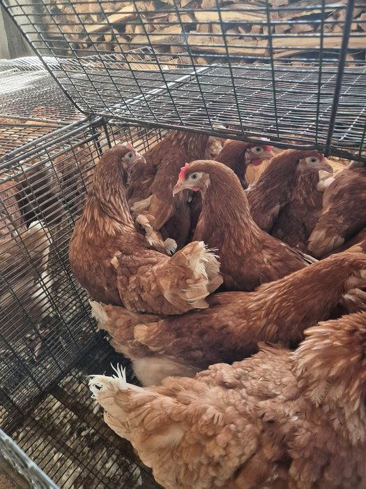 Ломан браун несушки молодые