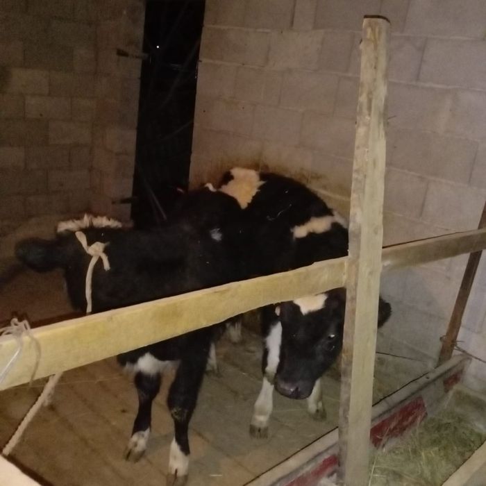 Продаю срочно бычков