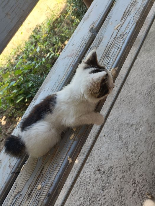Dumi yoʻq tugʻilgan mushuk aka ukalarini dumi bor