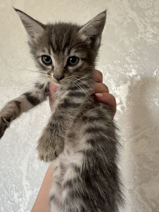 Отдаю котят в хорошие руки