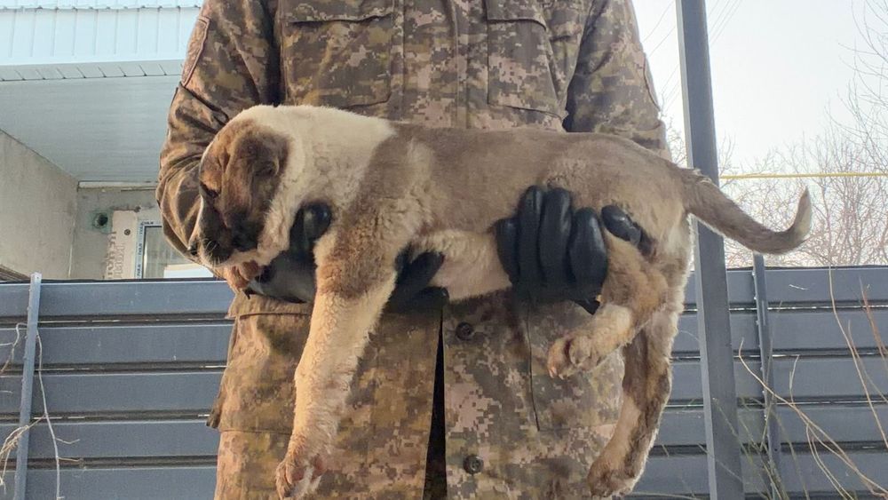 Щенкам 1,5 месяц алабай