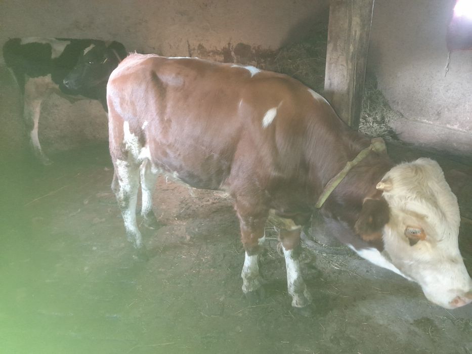 Симментал бука 10 ойлик 130 буйи Simmental buqa 10 oylik 130 sm